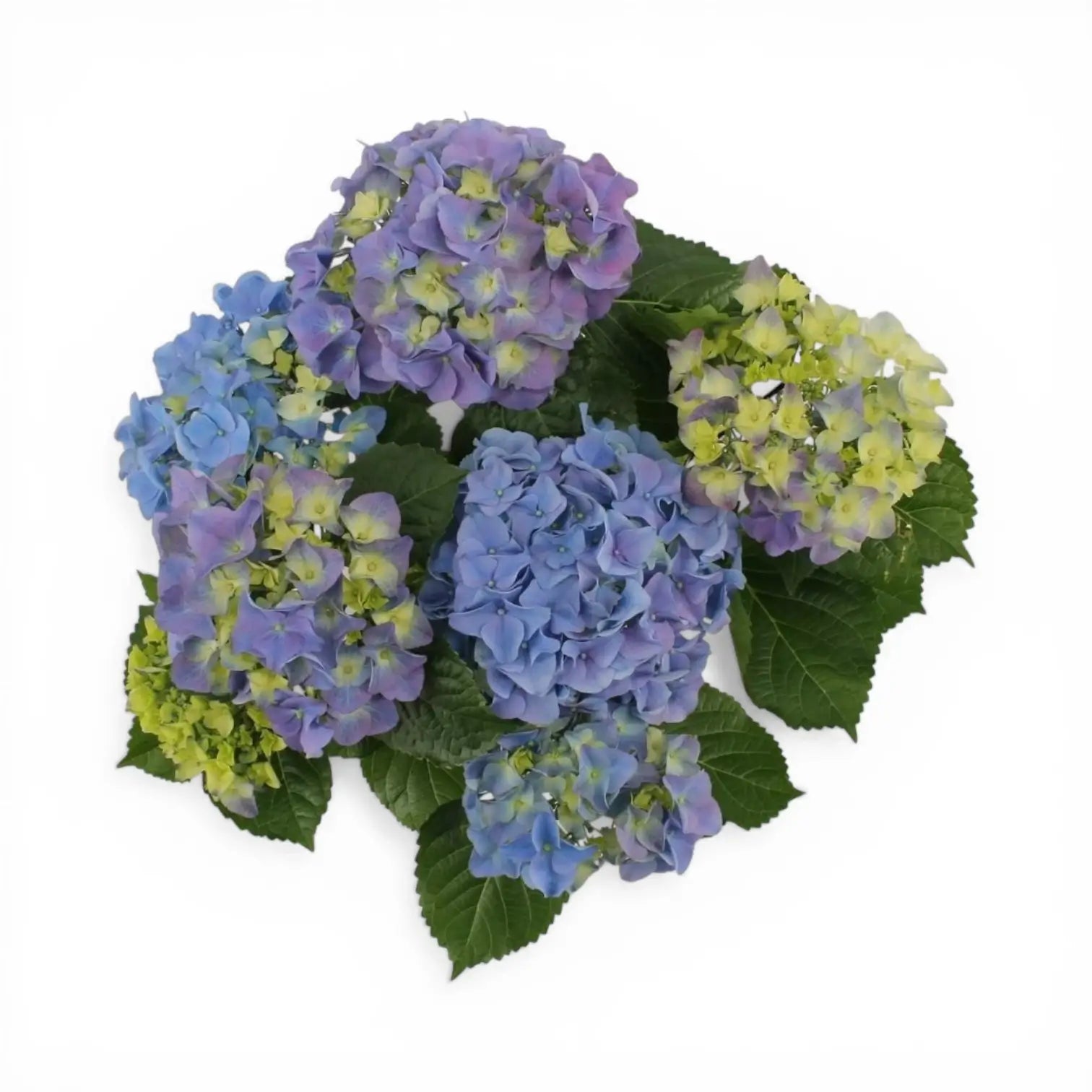 Hydrangea macrophylla 'Early Blue' – Detailaufnahme.
