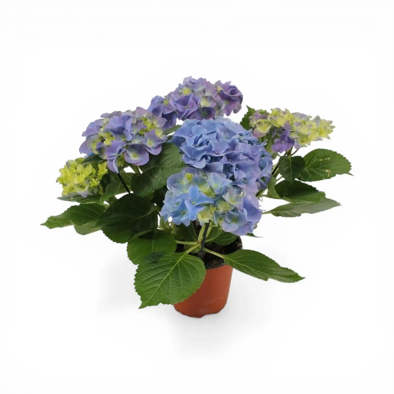 Hydrangea macrophylla 'Early Blue' – Detailaufnahme.