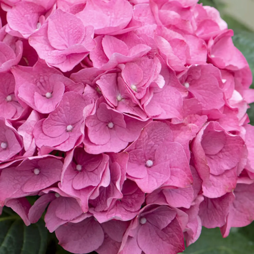 Hydrangea macrophylla 'Early Rosa' detail shot.