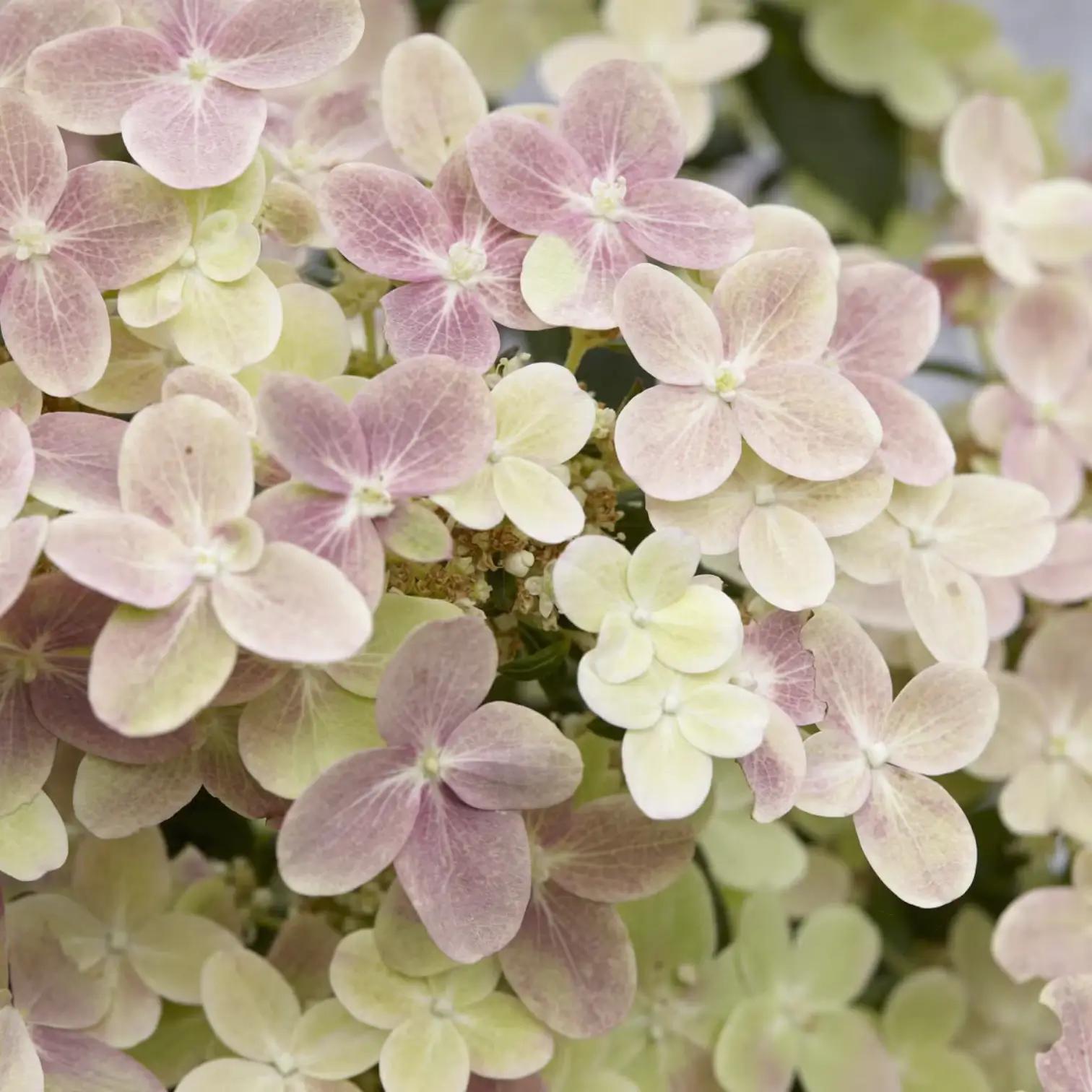 Hydrangea paniculata 'Switch Ophelia' – Detailaufnahme.
