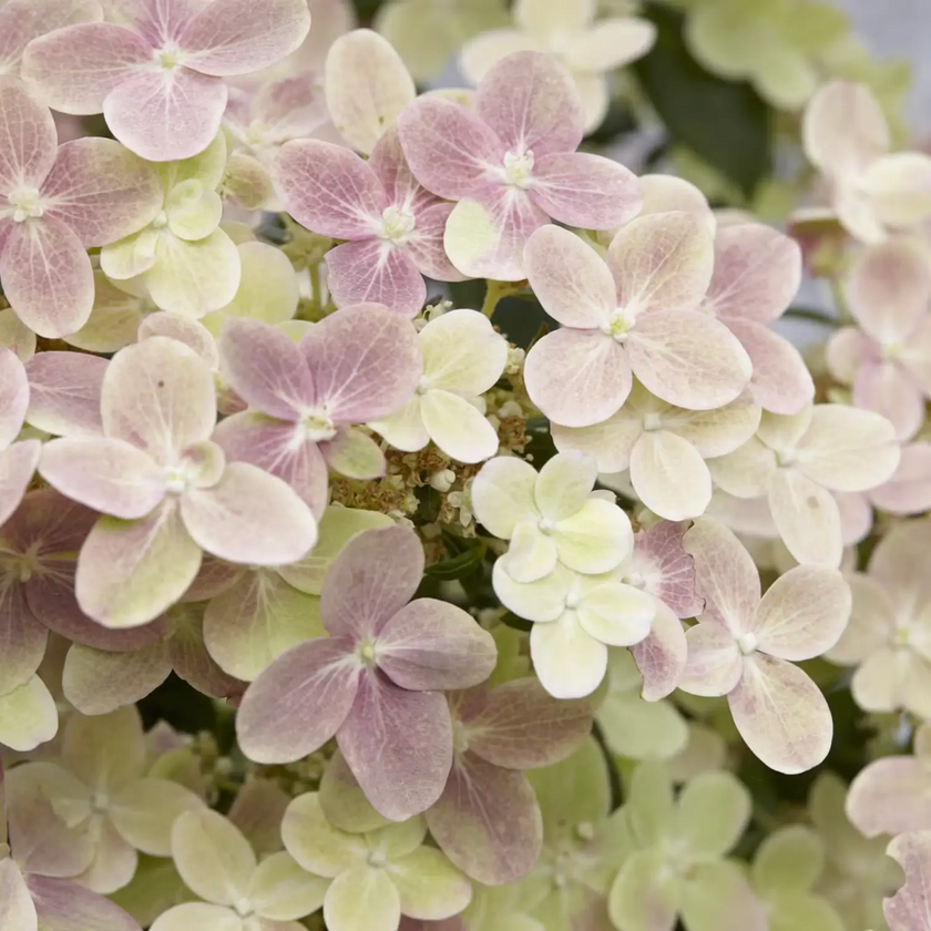 Hydrangea paniculata 'Switch Ophelia' detail shot.