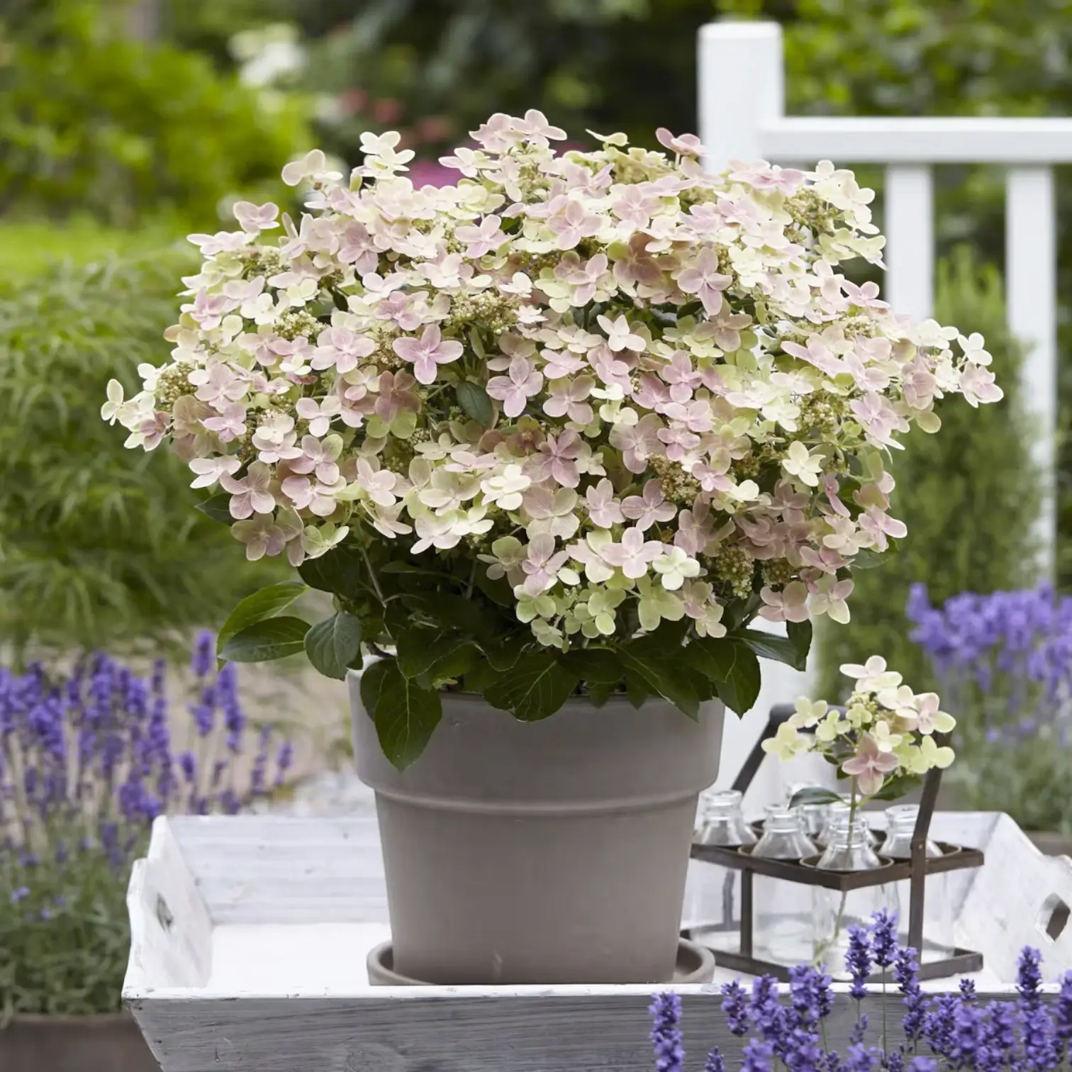 Hydrangea paniculata 'Switch Ophelia' – Detailaufnahme.