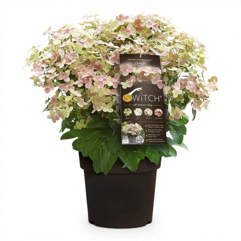 Hydrangea paniculata 'Switch Ophelia' plant detail.