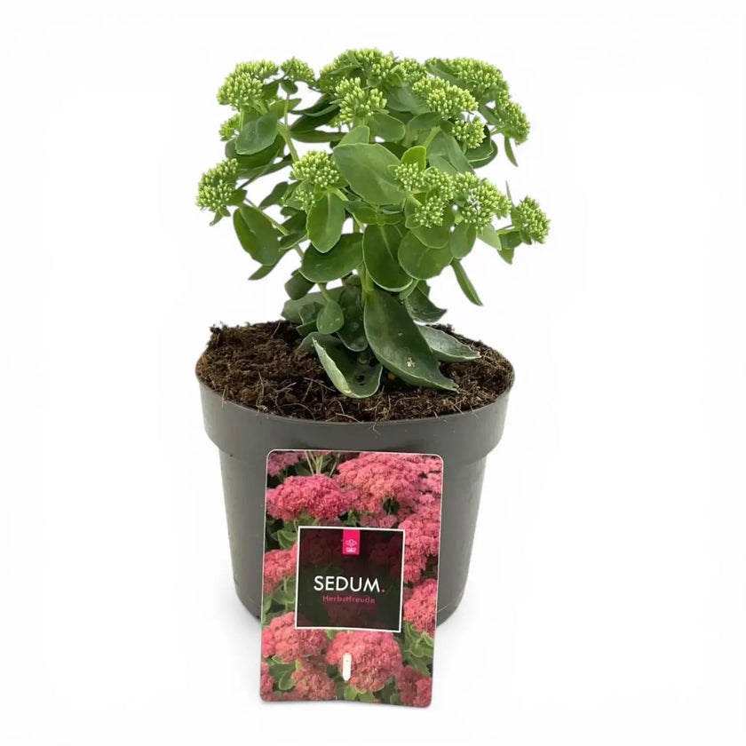 Hylotelephium 'Herbstfreude' detail shot.