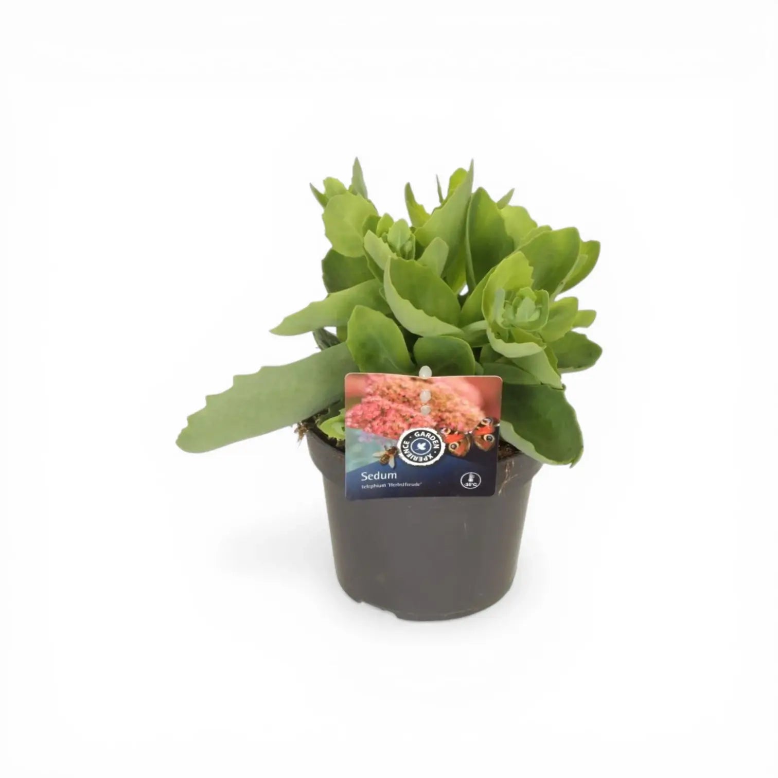 Hylotelephium 'Herbstfreude' – Nahaufnahme.