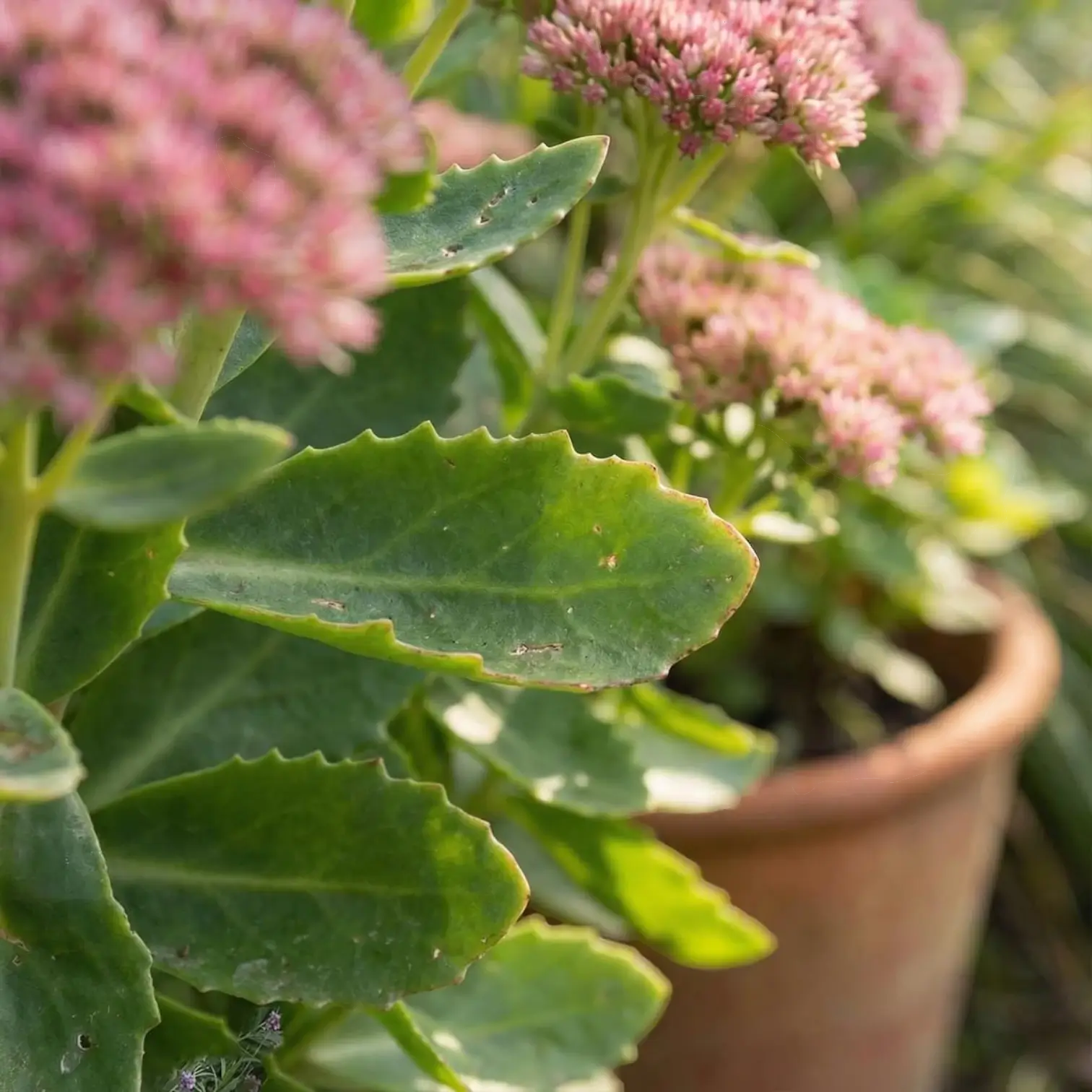 Hylotelephium 'Herbstfreude' – Detailaufnahme.