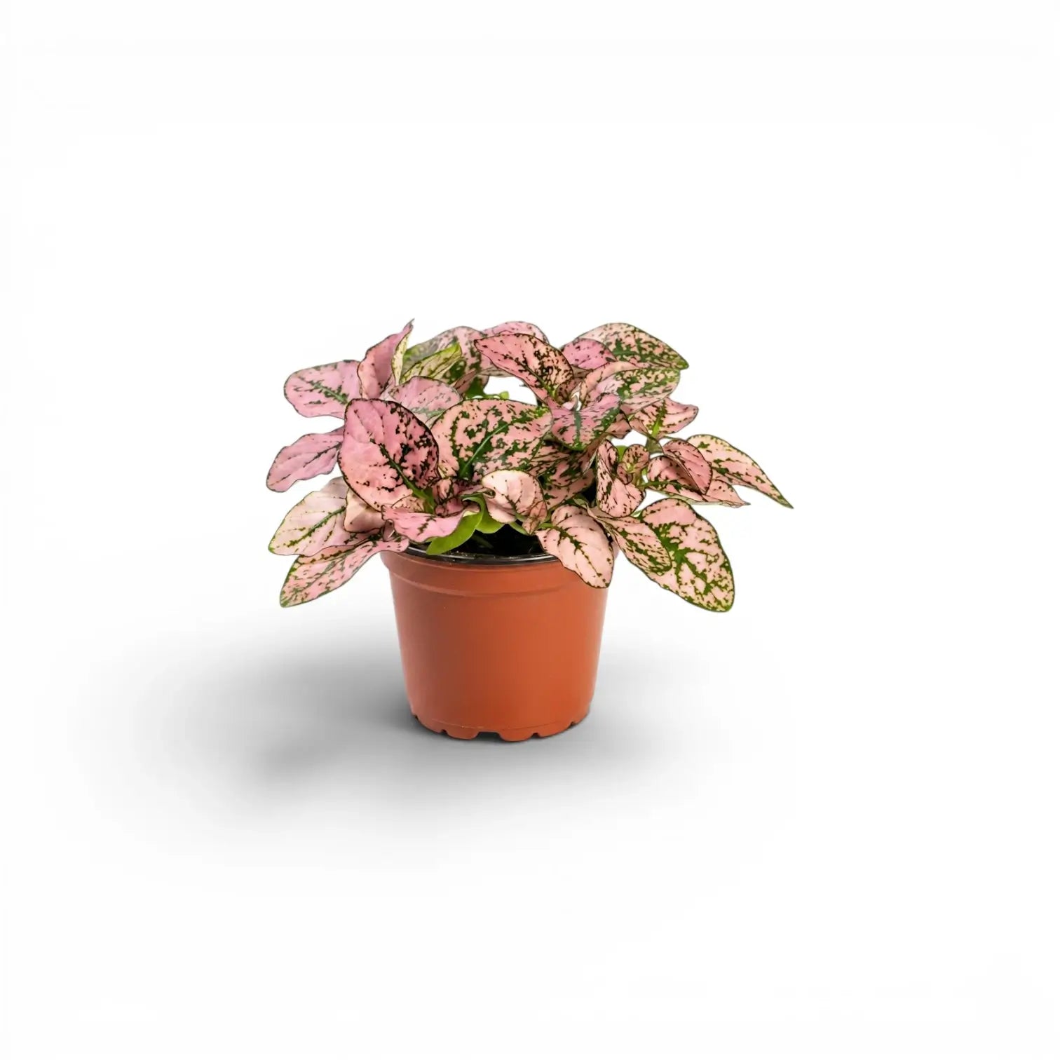 Rosafarbene Hypoestes phyllostachya Baby-Pflanze im Kulturtopf.