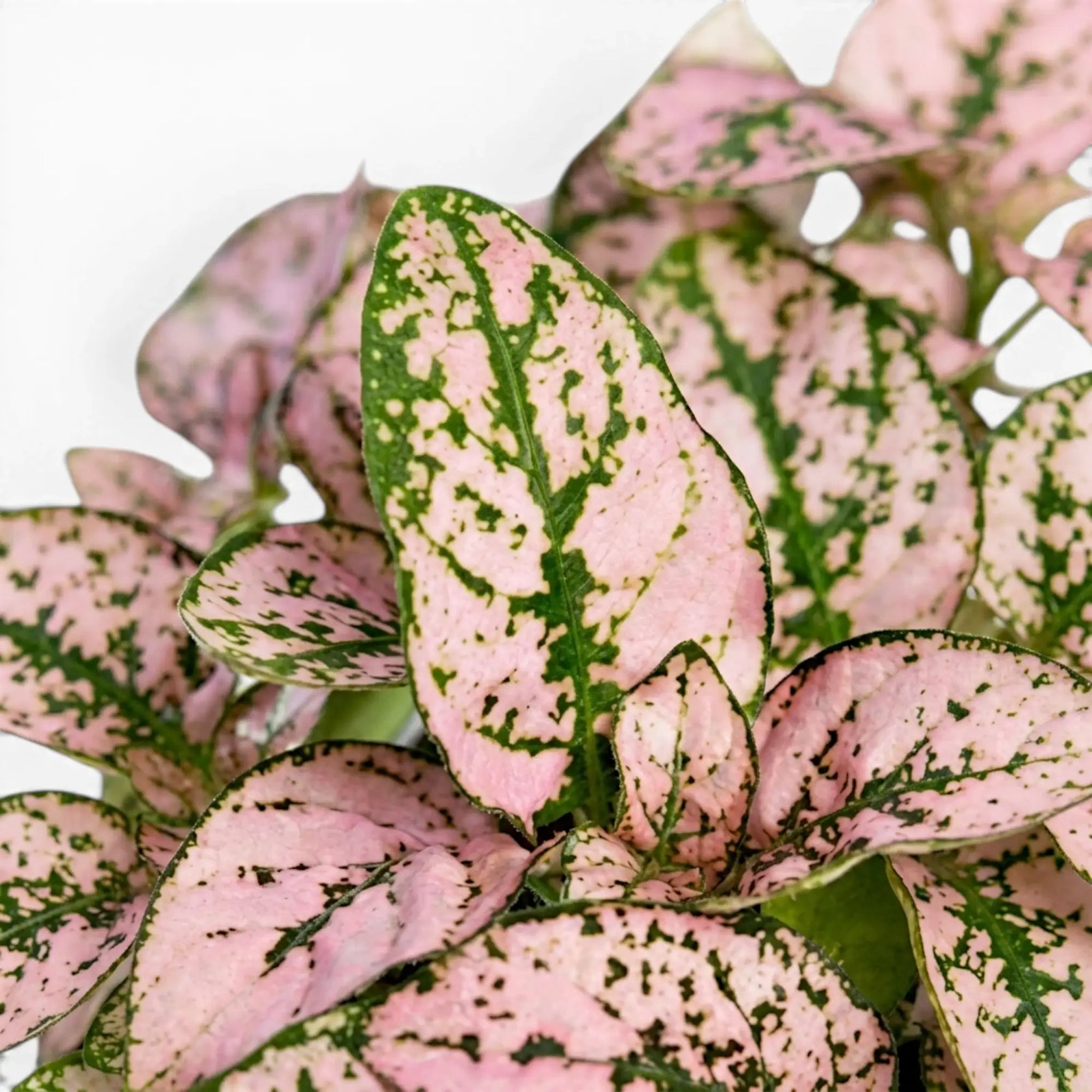 Nahaufnahme der rosafarbenen Blätter von Hypoestes phyllostachya.