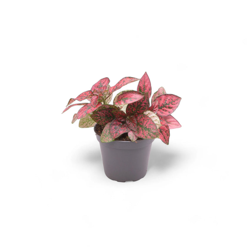 Hypoestes phyllostachya 'Red' potted plant in nursery pot on white background.
