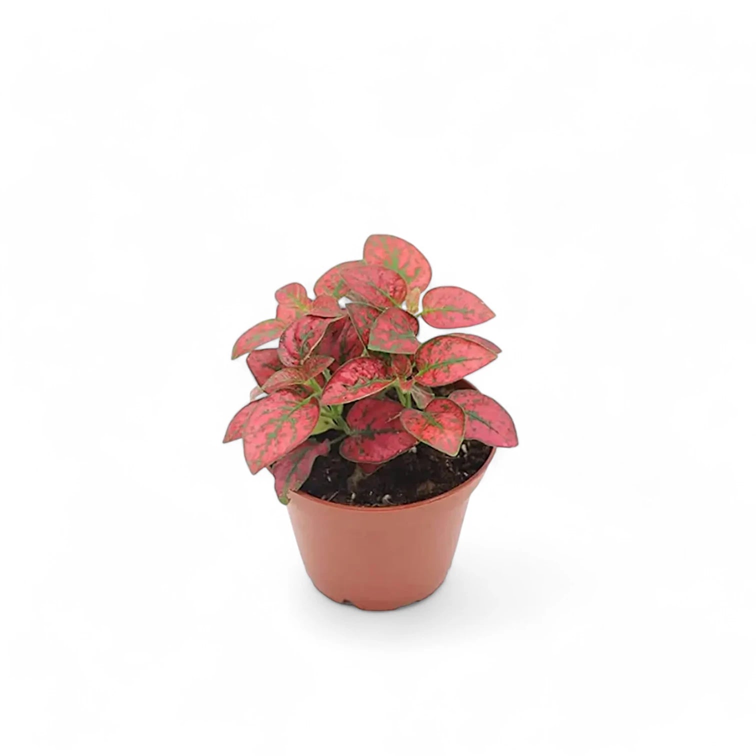 Hypoestes phyllostachya 'Red' potted plant in nursery pot on white background.
