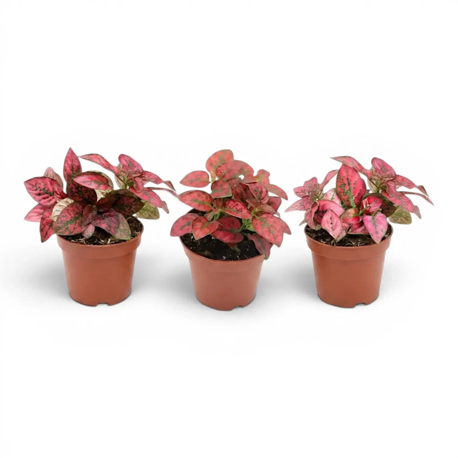 Rote Hypoestes phyllostachya Baby-Pflanze im Kulturtopf.