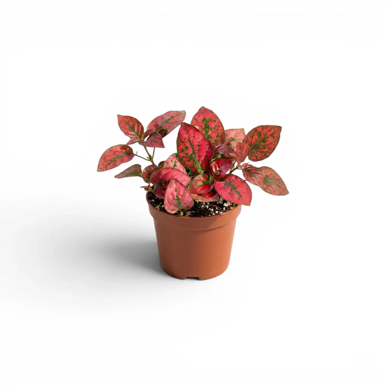 Rote Hypoestes phyllostachya Baby-Pflanze im Kulturtopf.