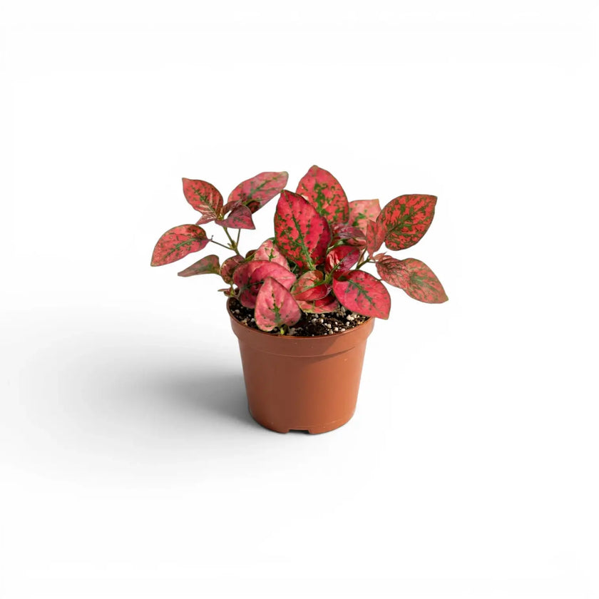 Red Hypoestes phyllostachya baby plant in a nursery pot.
