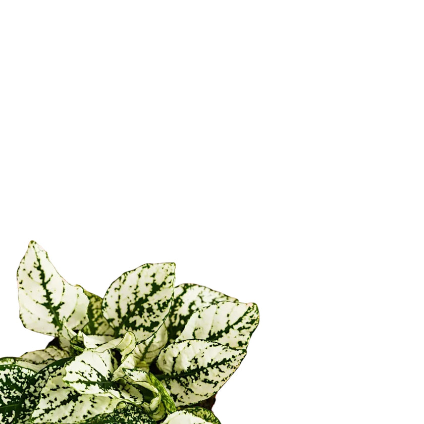 Hypoestes phyllostachya 'White' leaf close-up on white background.