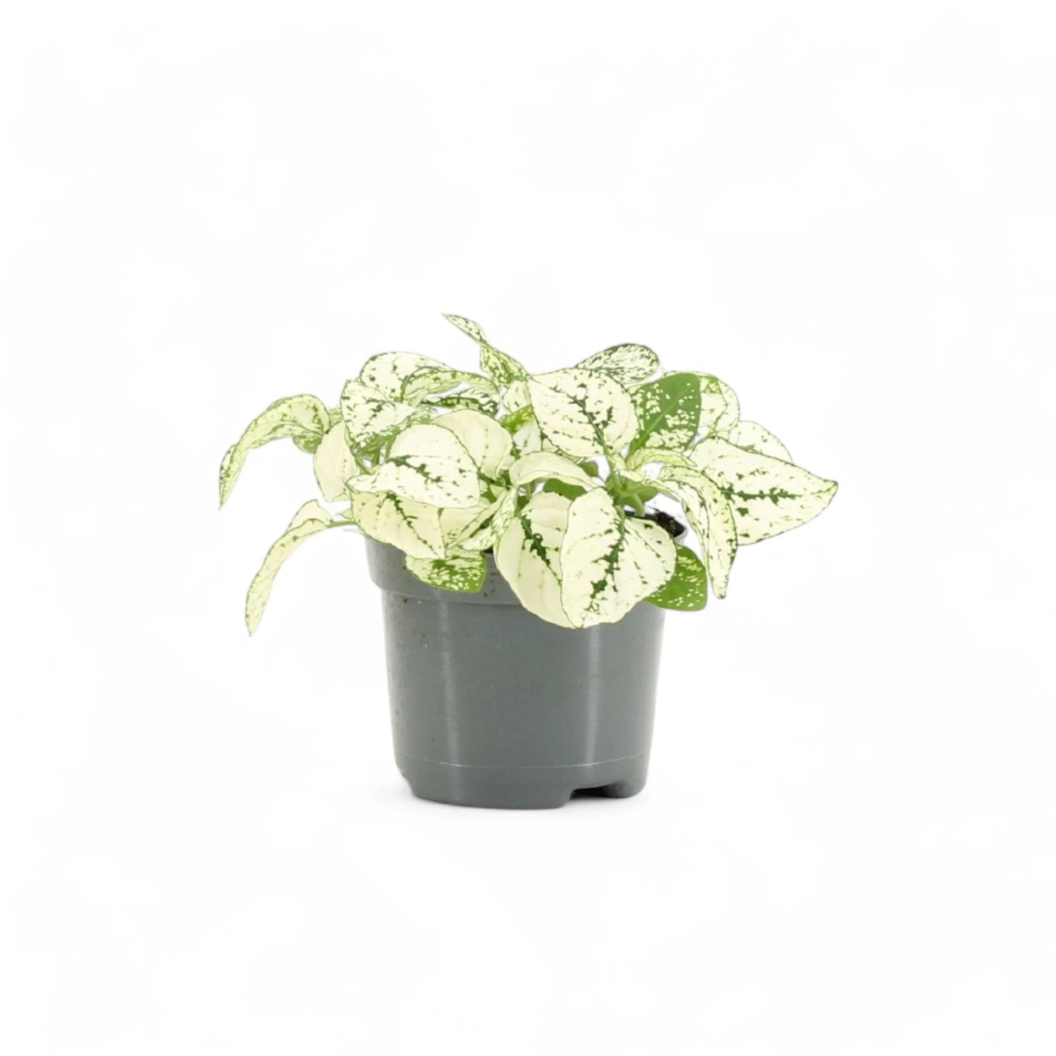 Hypoestes phyllostachya 'White' potted plant in nursery pot on white background.