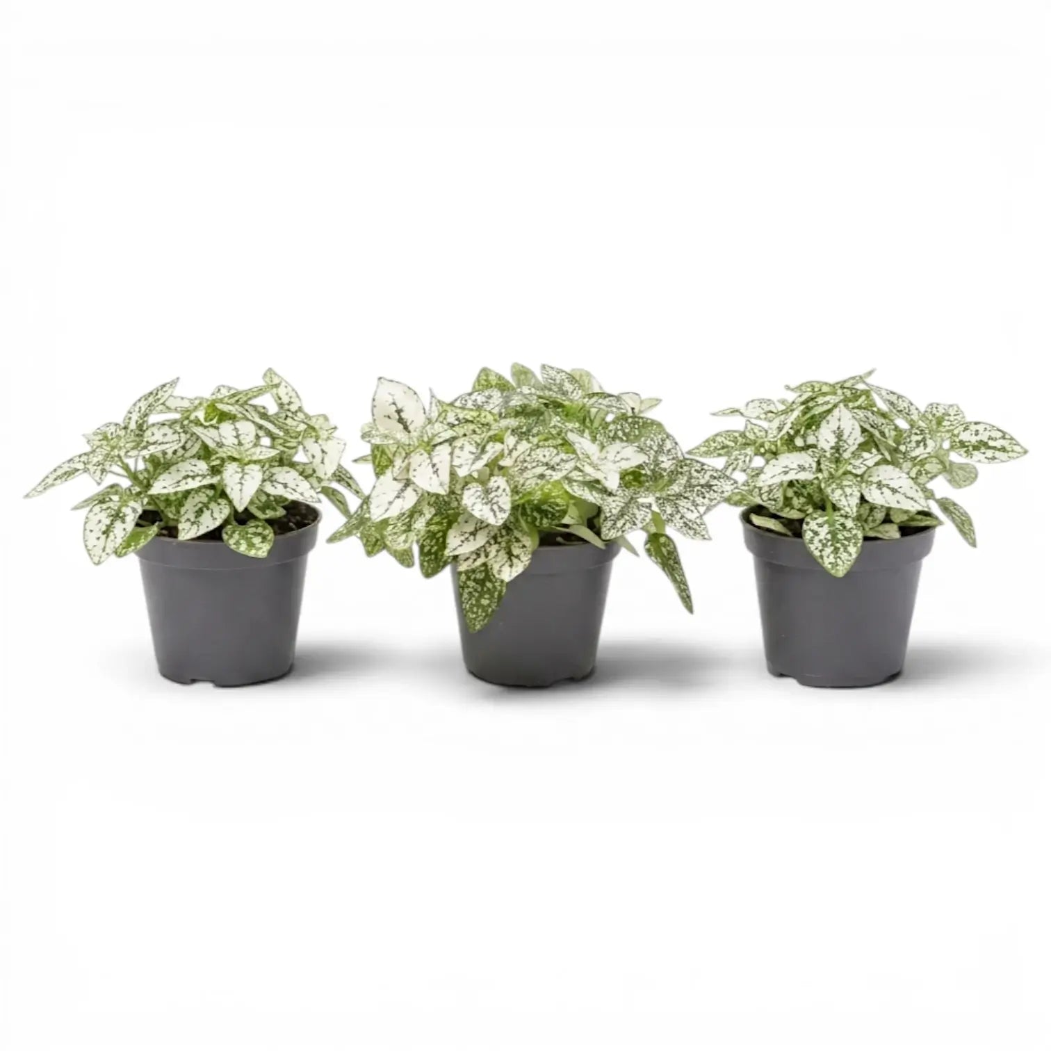 Weiße Hypoestes phyllostachya Baby-Pflanze im Kulturtopf.