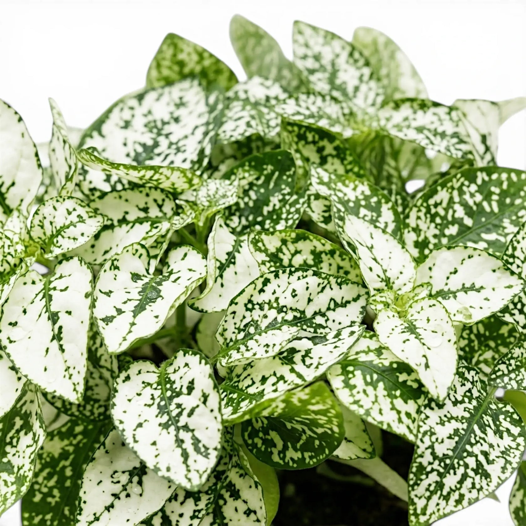 Nahaufnahme der weißen Blätter von Hypoestes phyllostachya.