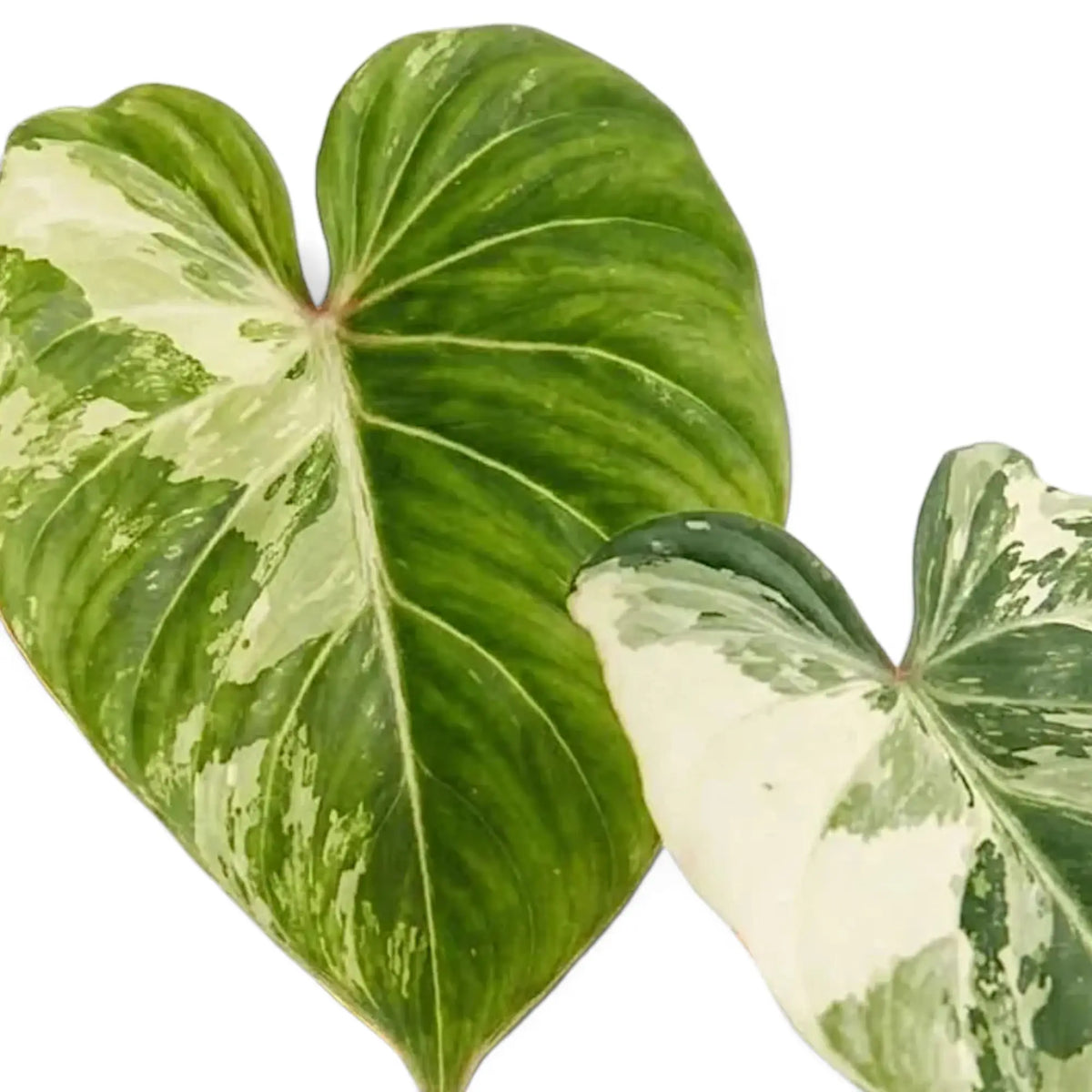 Philodendron gloriosum variegata