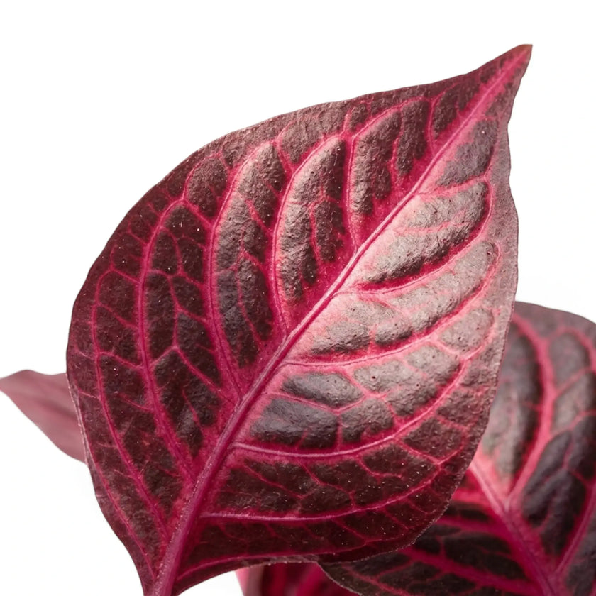 Iresine ‘Rich Redstar’ leaf detail showing oval burgundy foliage and contrasting vein pattern
