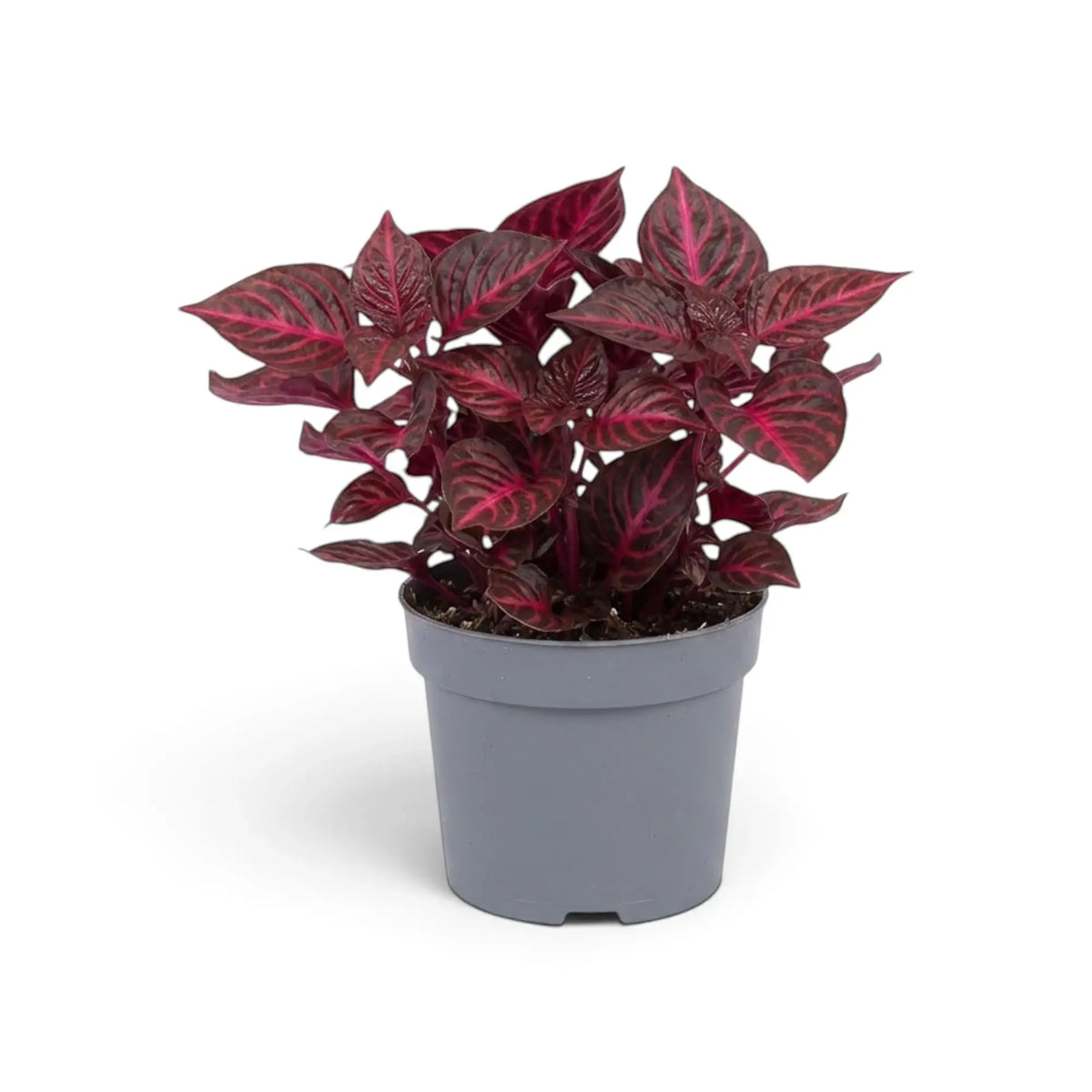 Iresine ‘Rich Redstar’ (Blutblatt) im Kulturtopf mit tiefroten bis burgunderroten Blättern