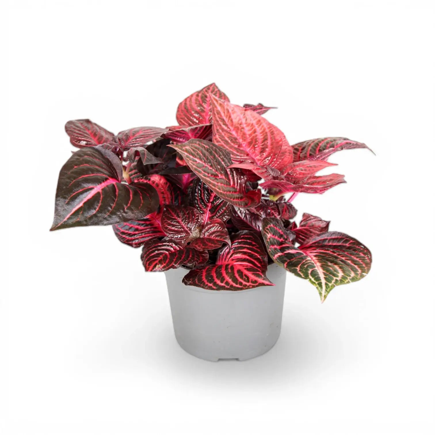 Iresine diffusa f. herbstii 'Rich Redstar' ('Bloodleaf') potted plant in nursery pot on white background.