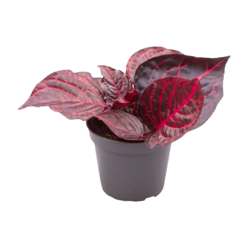 Iresine diffusa f. herbstii 'Rich Redstar' ('Bloodleaf') potted plant in nursery pot on white background.