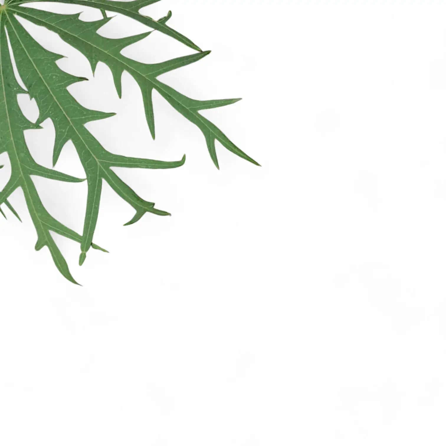 Jatropha multifida leaf detail on white background.