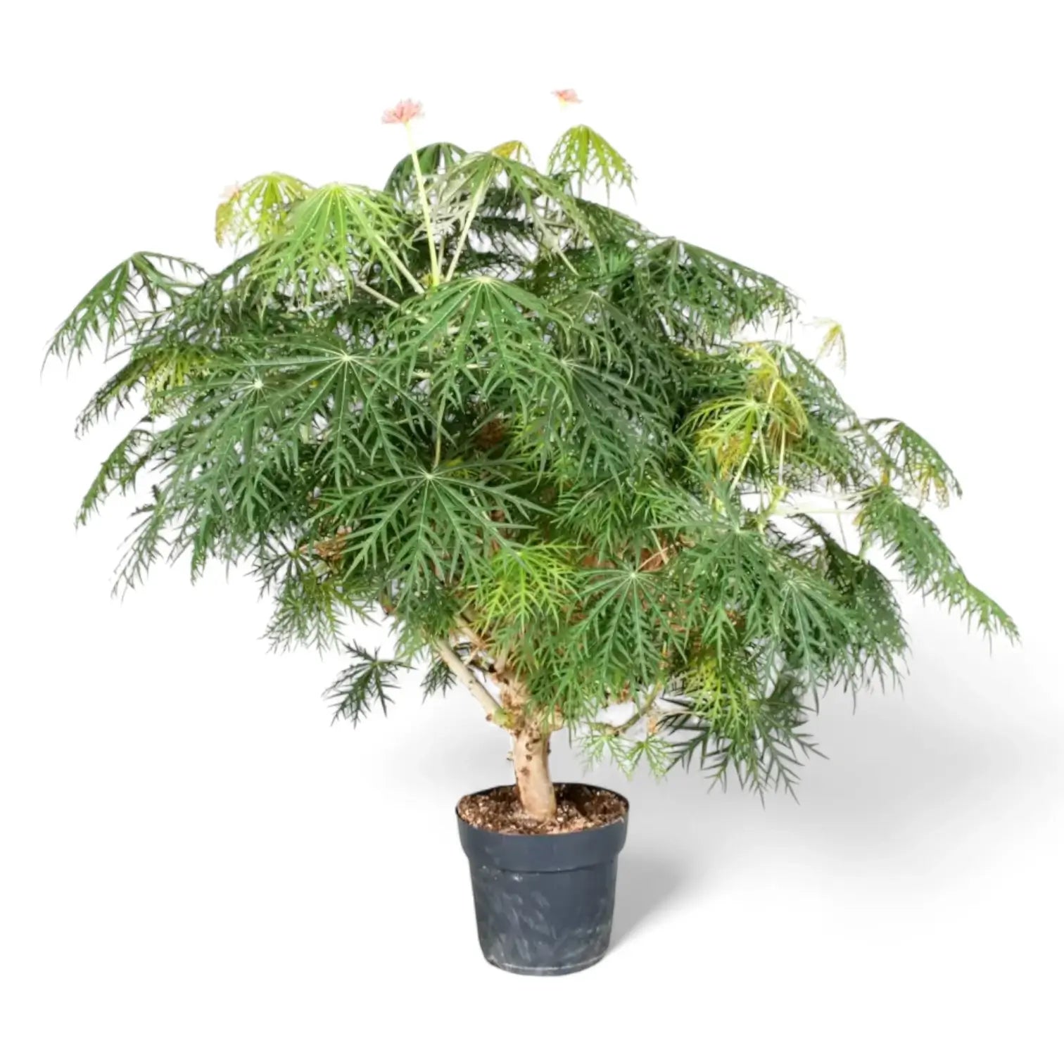 Jatropha multifida potted plant in nursery pot on white background.