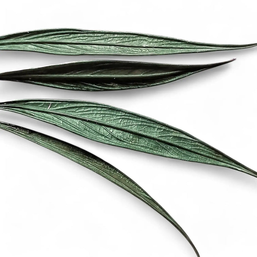 Josefia intricata leaf close-up on white background.