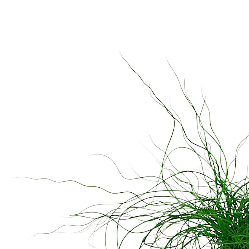 Juncus effusus 'Spiralis' ('Liebeslocken') leaf close-up on white background.