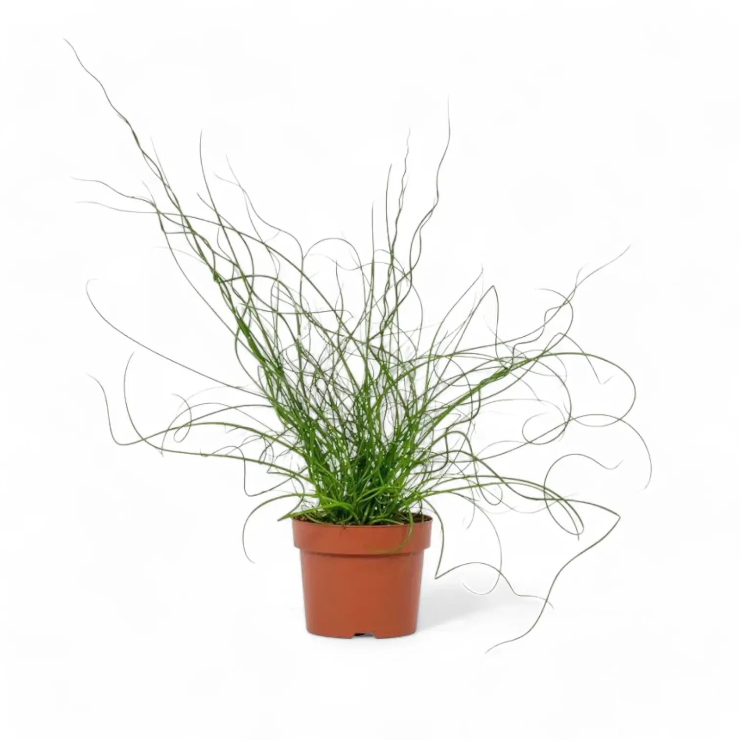 Juncus effusus 'Spiralis' ('Liebeslocken') potted plant in nursery pot on white background.