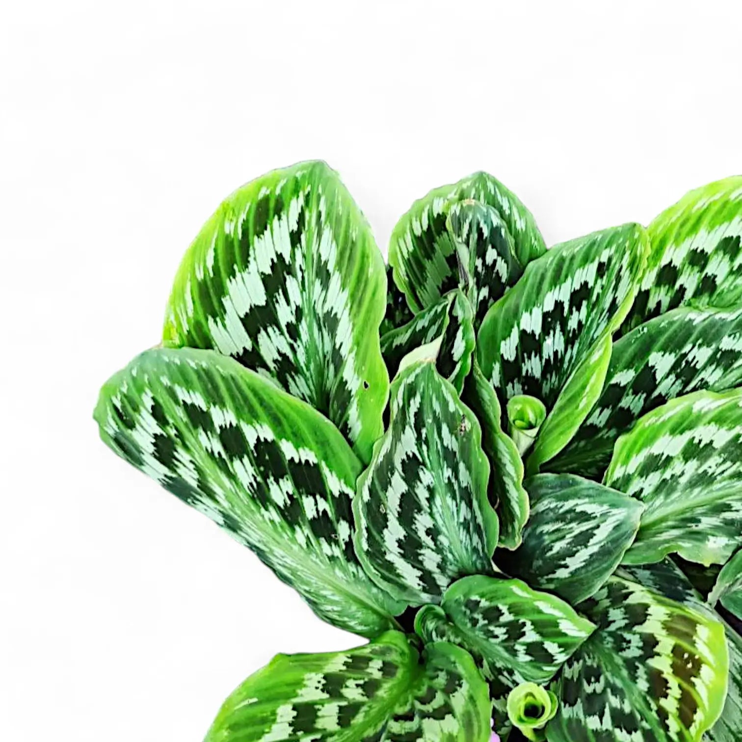 Kaempferia elegans 'Fanciful Peacock Shazam' close-up of leaf on white background.