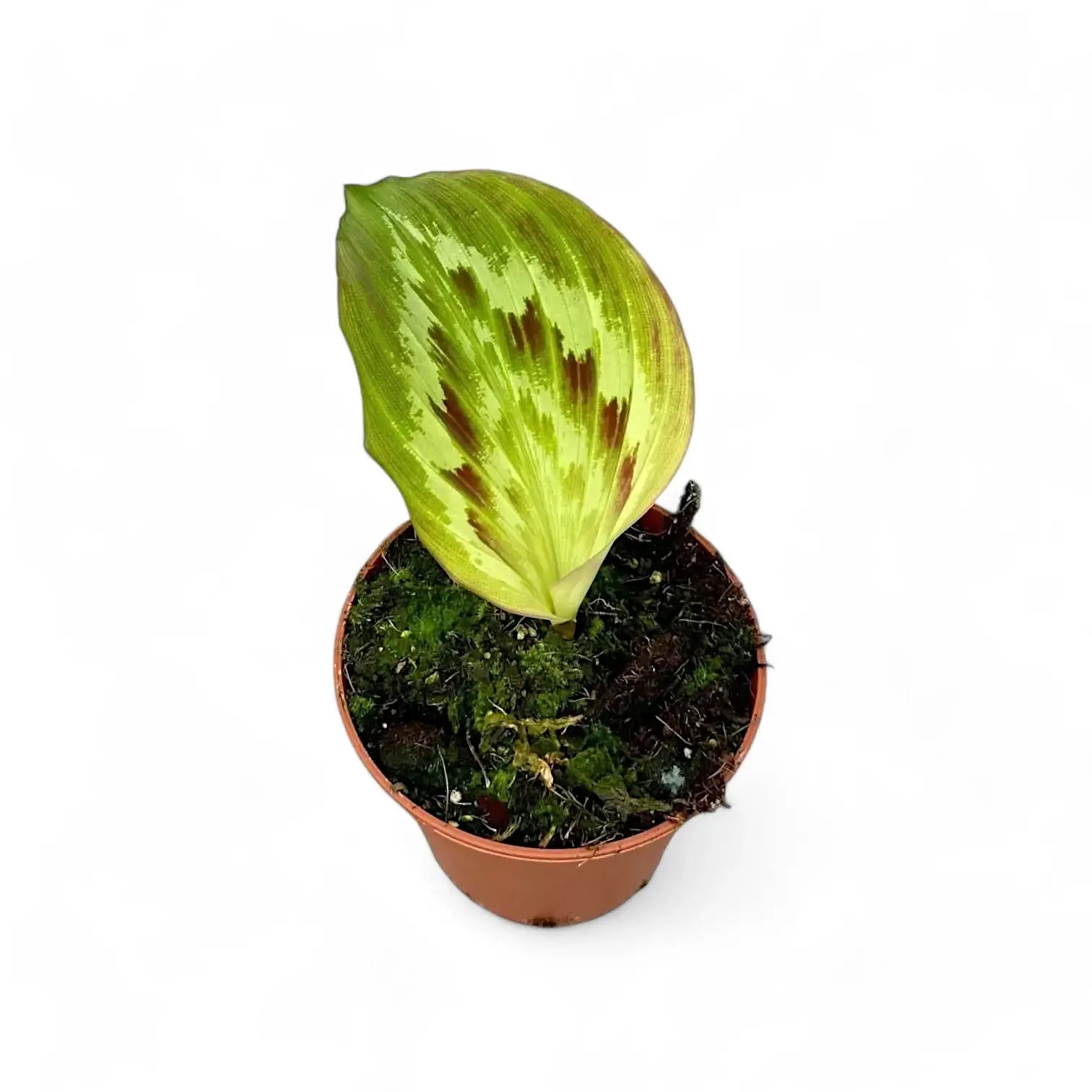 Kaempferia elegans 'Fanciful Peacock Shazam' potted plant in nursery pot on white background.