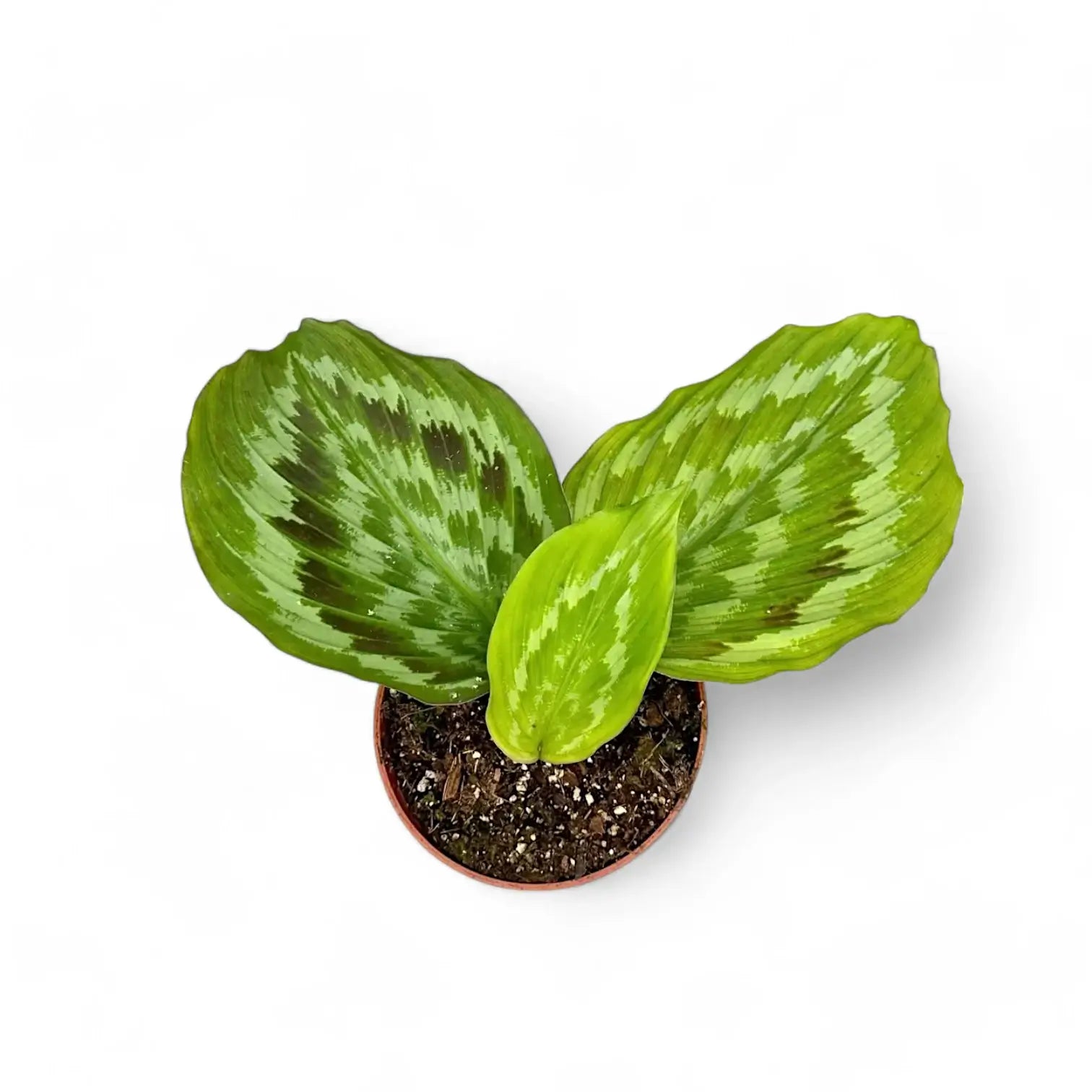 Kaempferia elegans 'Fanciful Peacock Shazam' potted plant in nursery pot on white background.