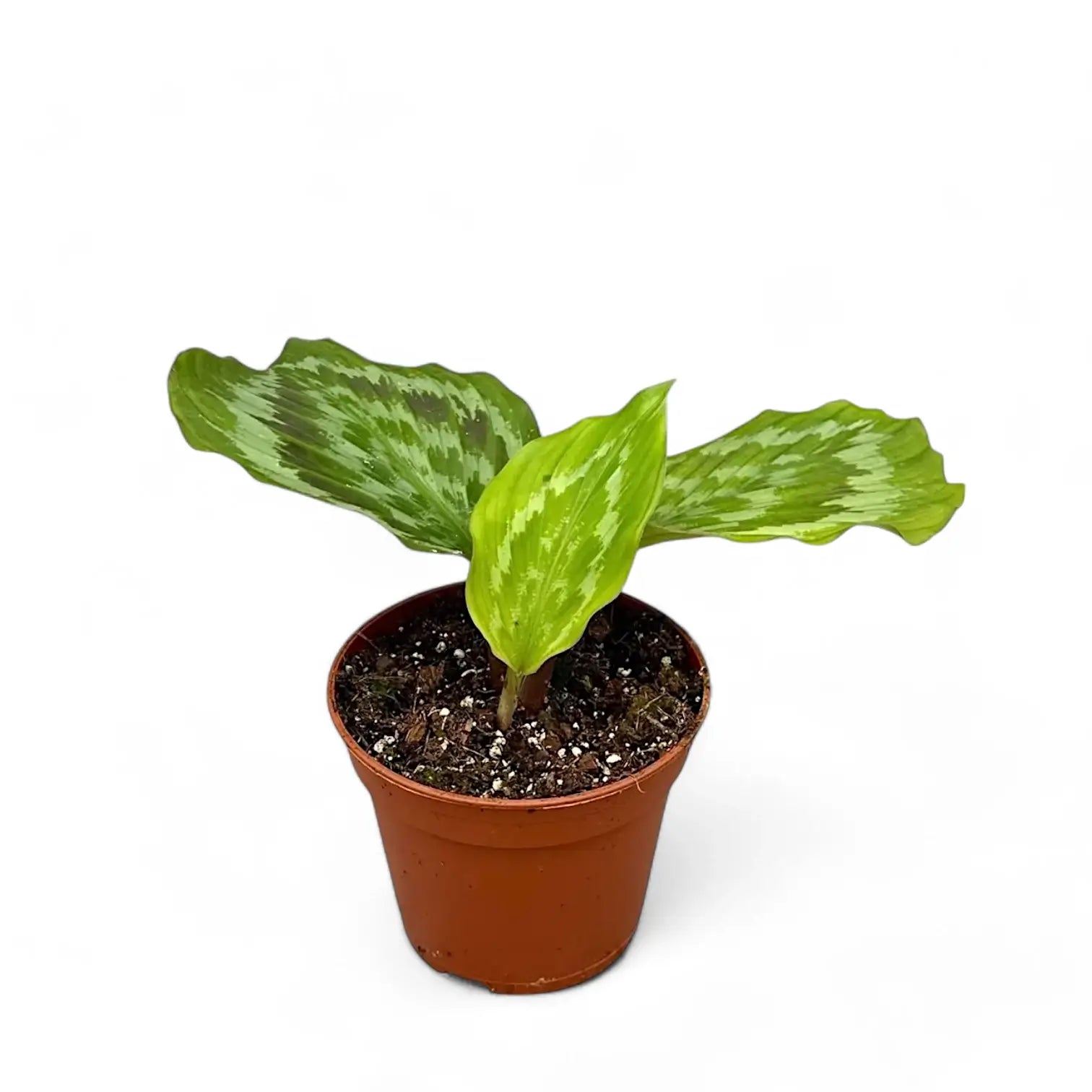 Kaempferia elegans 'Fanciful Peacock Shazam' potted plant in nursery pot on white background.