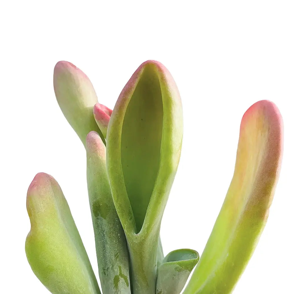 Kalanchoe luciae 'Lady fingers' aka 'Oricula' leaf detail on white background.