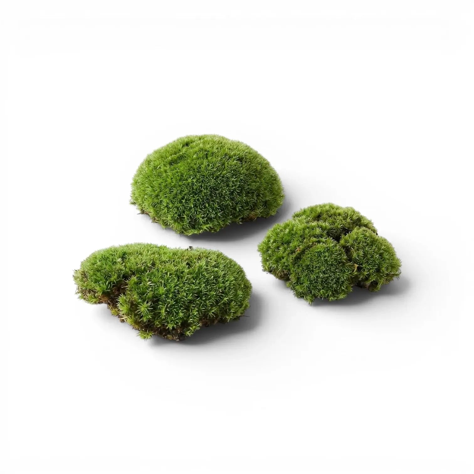 Three pieces of green cushion moss on a white background