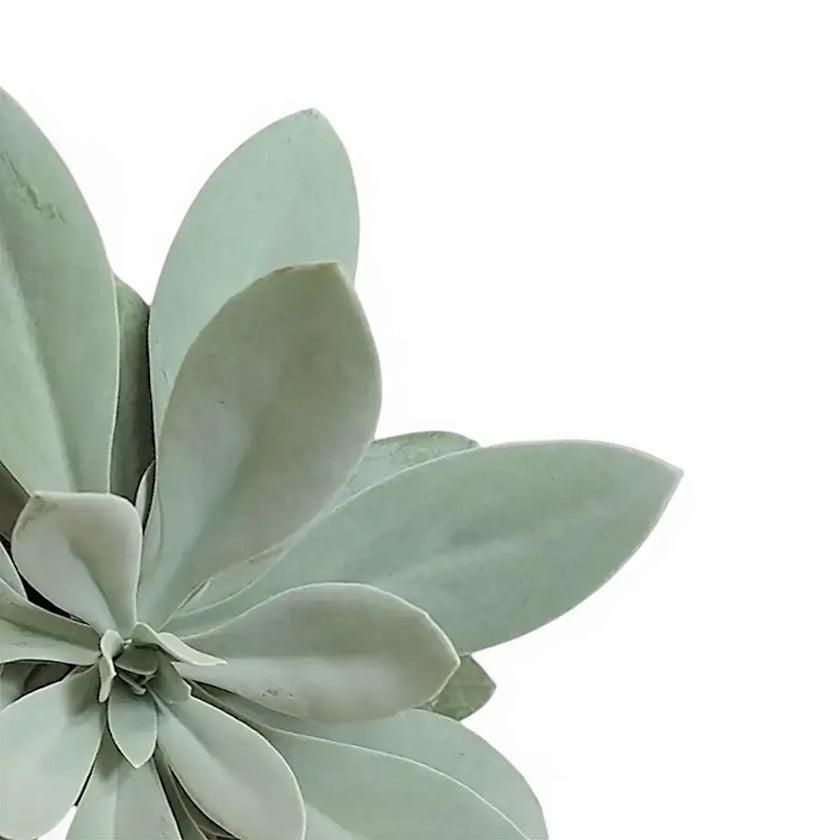 Kleinia cephalophora leaf close-up on white background.