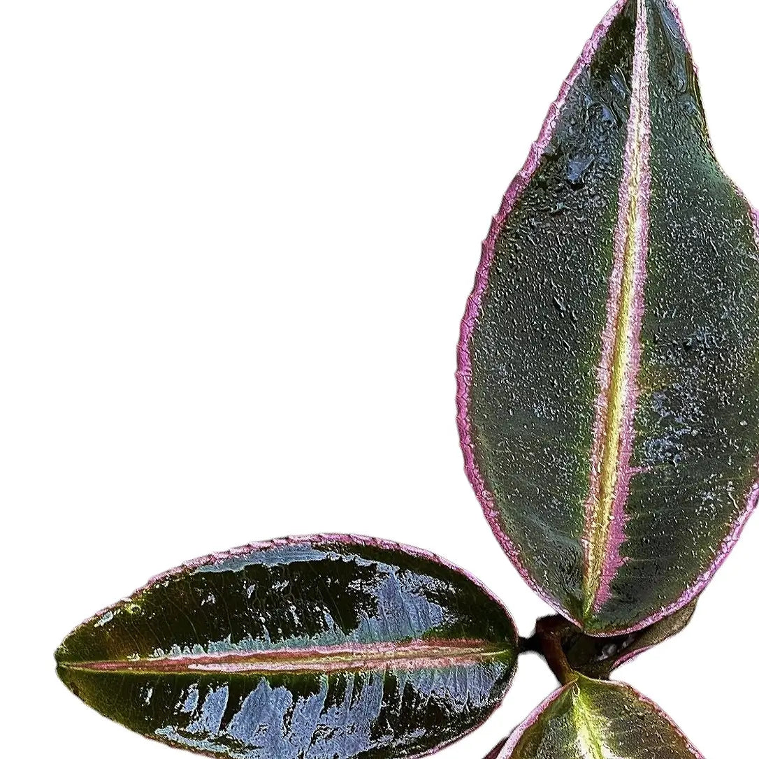 Labisia pumila – Blattdetail vor weißem Hintergrund..