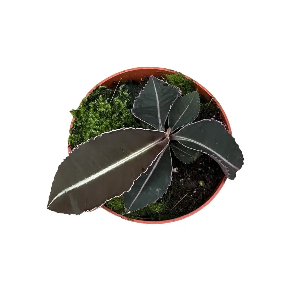 Labisia pumila Zimmerpflanze im Anzuchttopf vor weißem Hintergrund, Produktfoto 2.