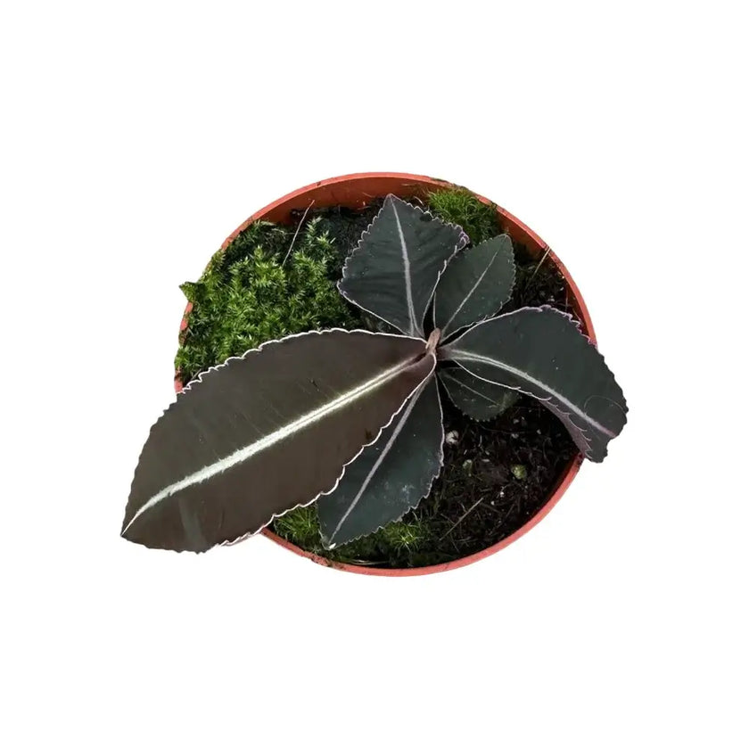 Labisia pumila Zimmerpflanze im Anzuchttopf vor weißem Hintergrund, Produktfoto 2.
