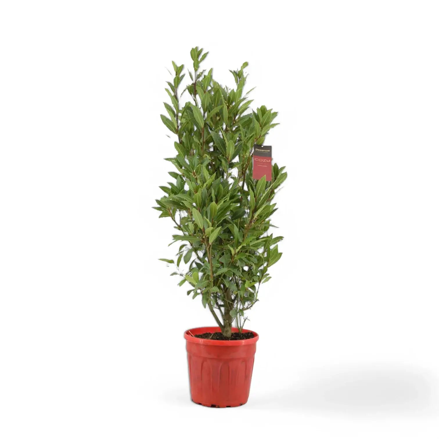 Laurus nobilis – Zimmerpflanze im Kulturtopf auf weißem Hintergrund, Produktfoto 3.