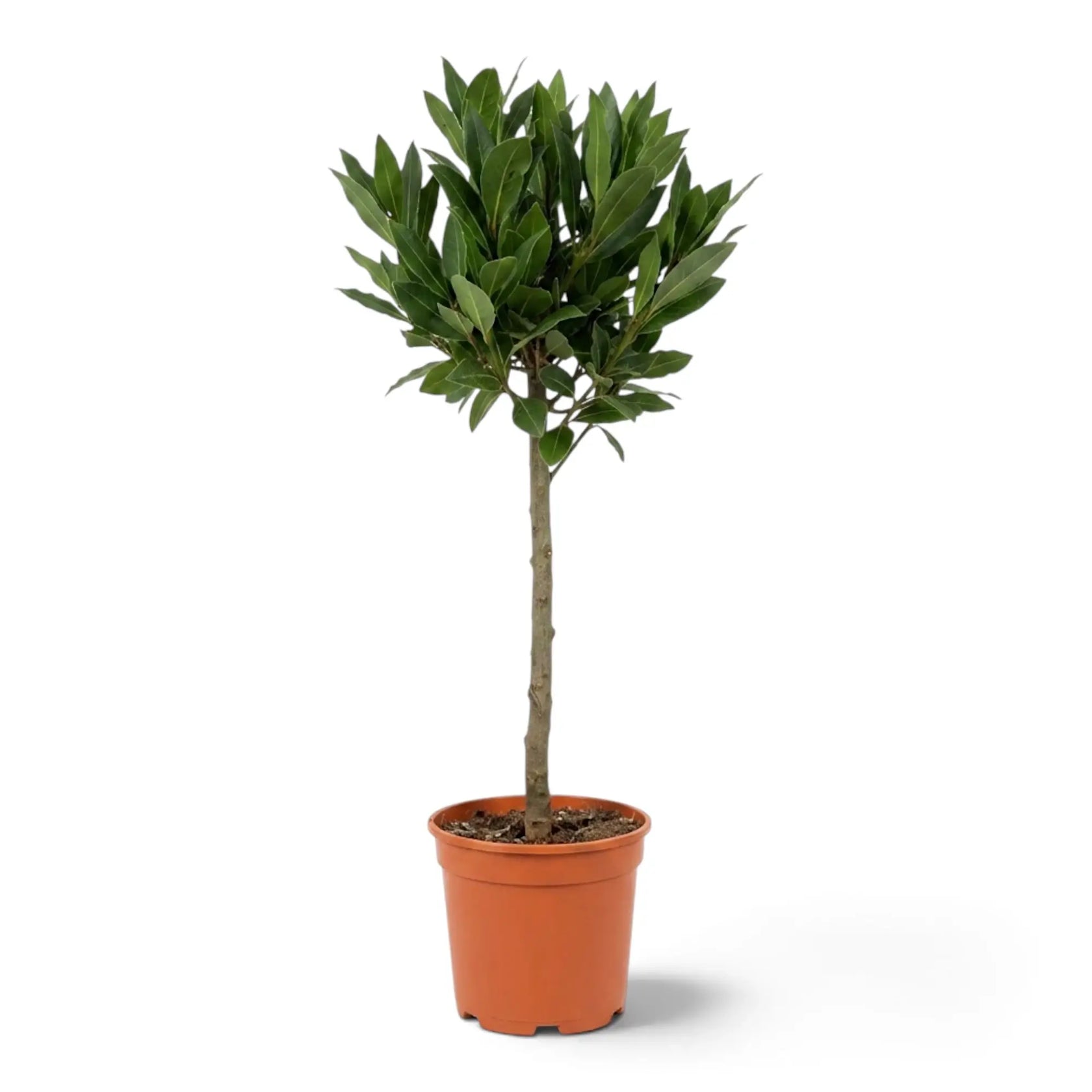 Sehr großer Laurus nobilis mit mehreren Stämmen und einer kompakten runden Krone