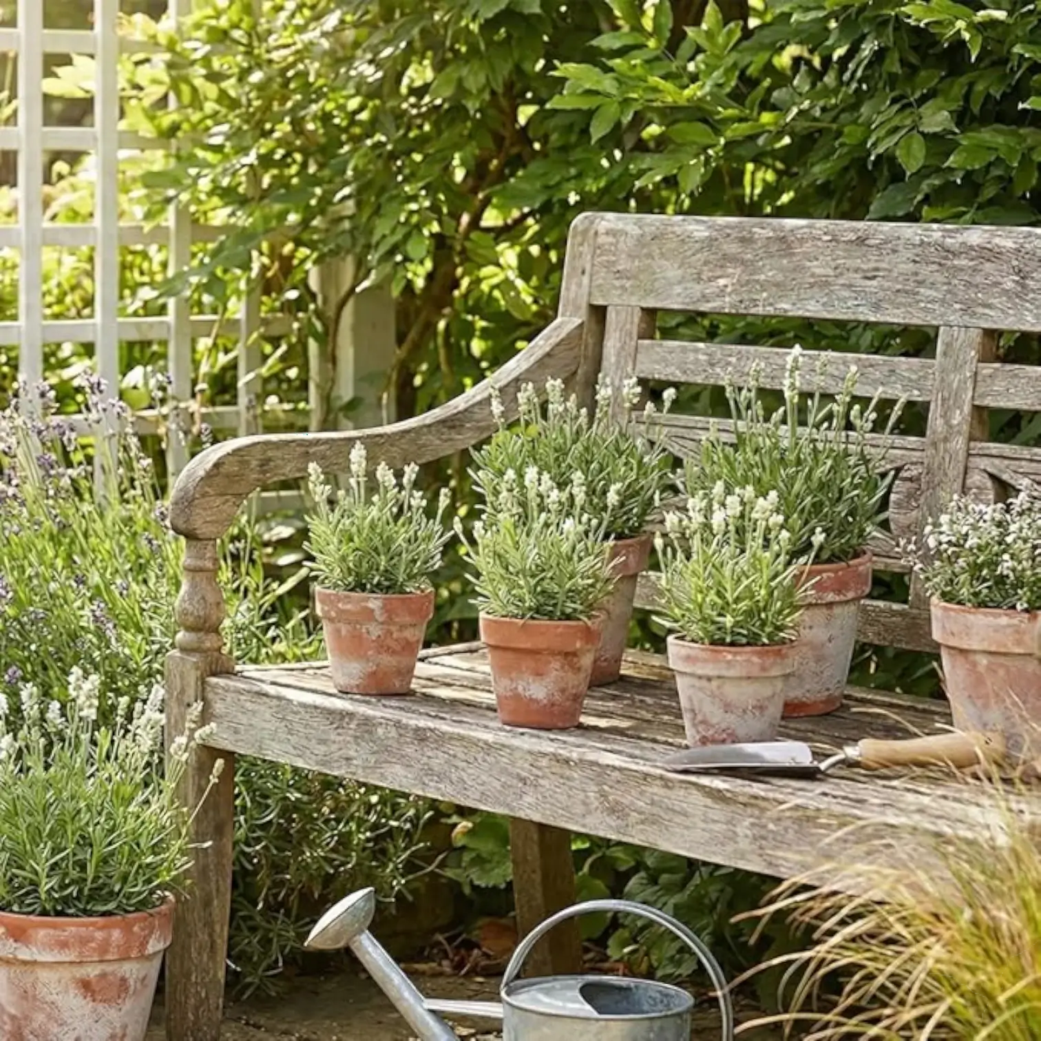 Lavandula angustifolia (white form) detail shot.
