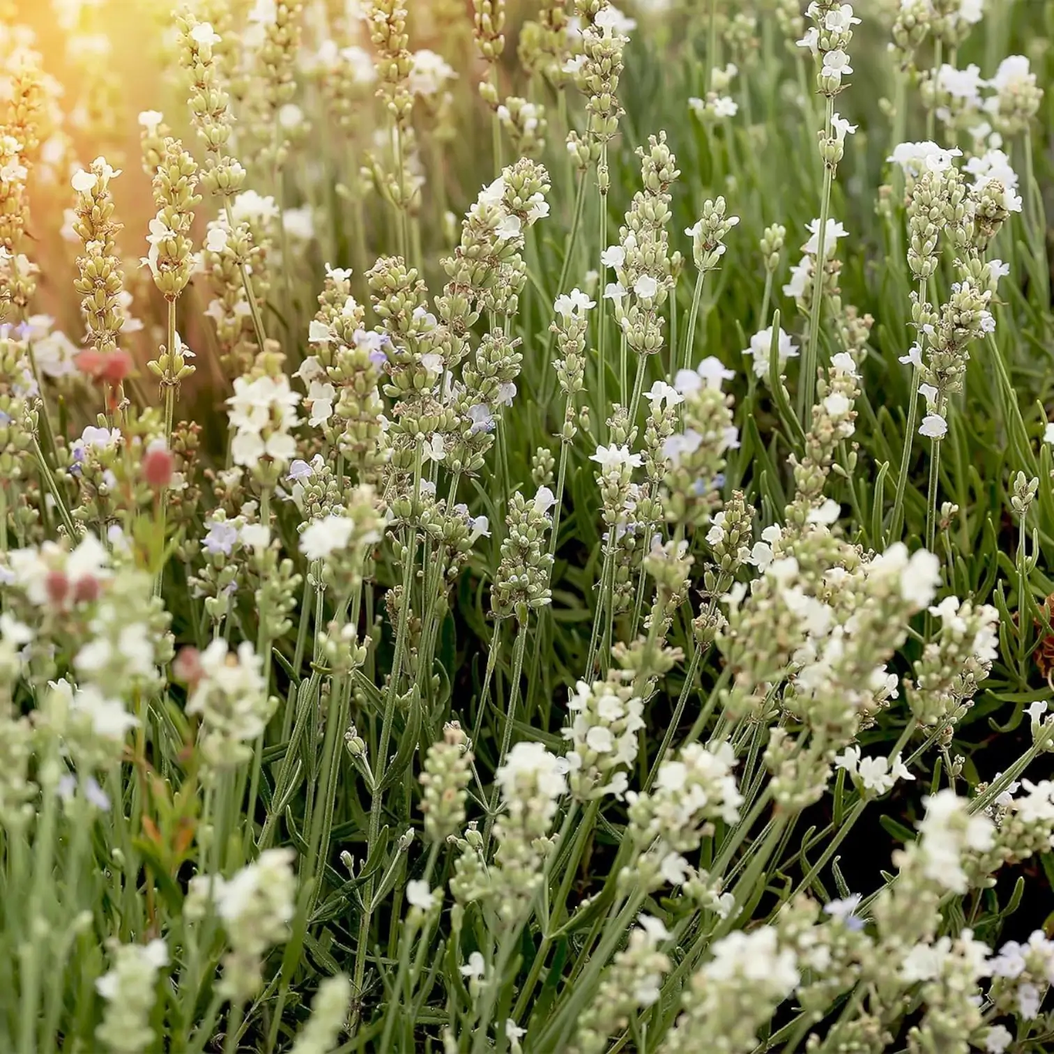 Lavandula angustifolia (white form) close-up detail.