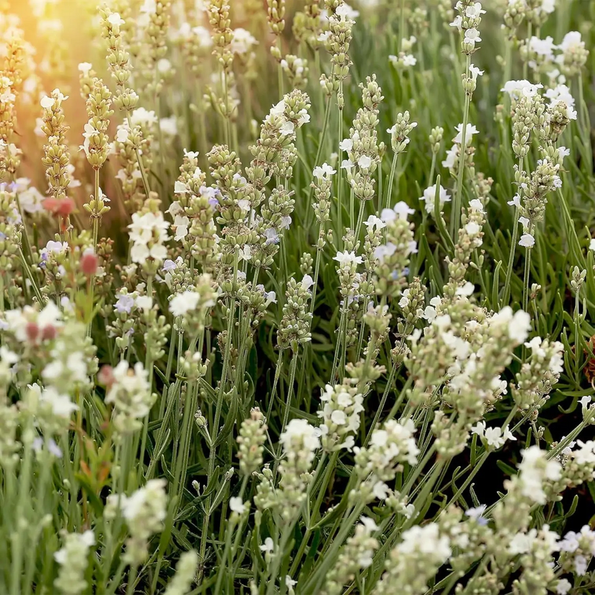 Lavandula angustifolia (white form) close-up detail.