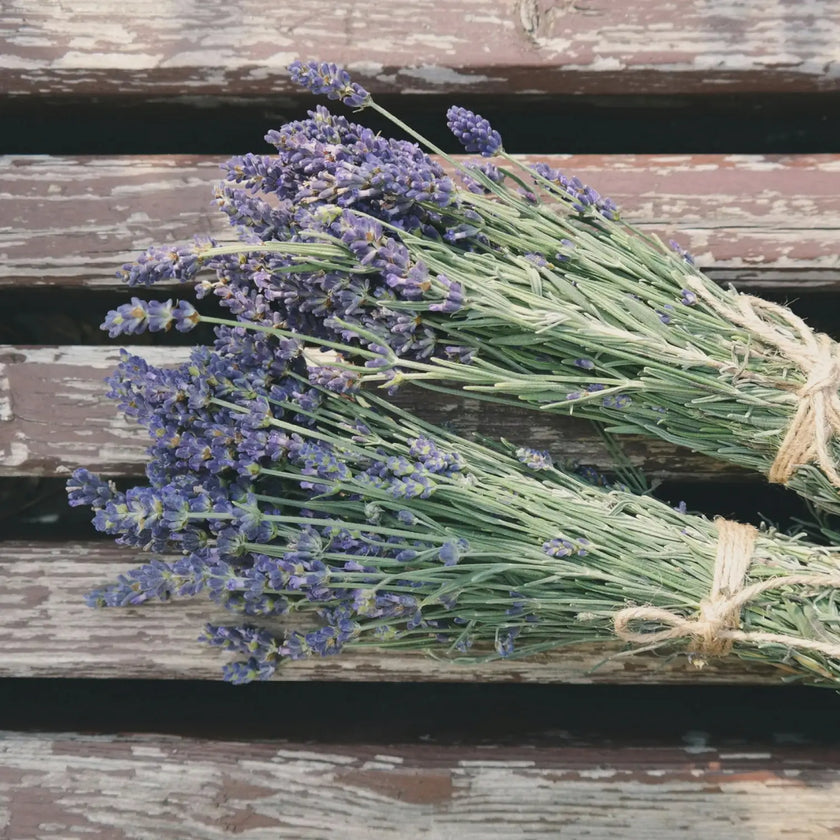 Lavandula angustifolia close-up detail.