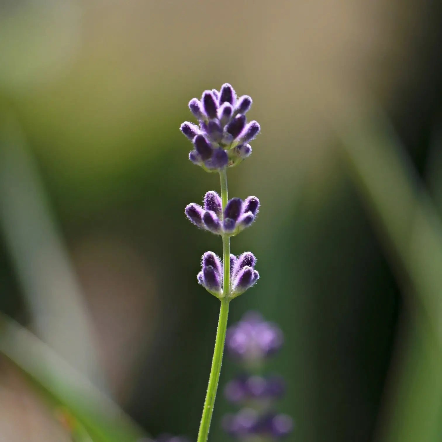 Lavandula angustifolia – Nahaufnahme.