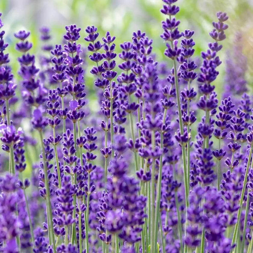 Lavandula angustifolia 'Dwarf Blue' close-up detail.