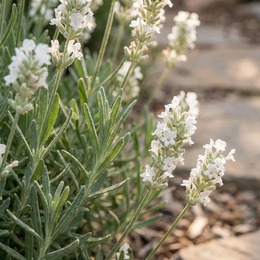 Lavandula angustifolia 'Edelweiss' close-up detail.